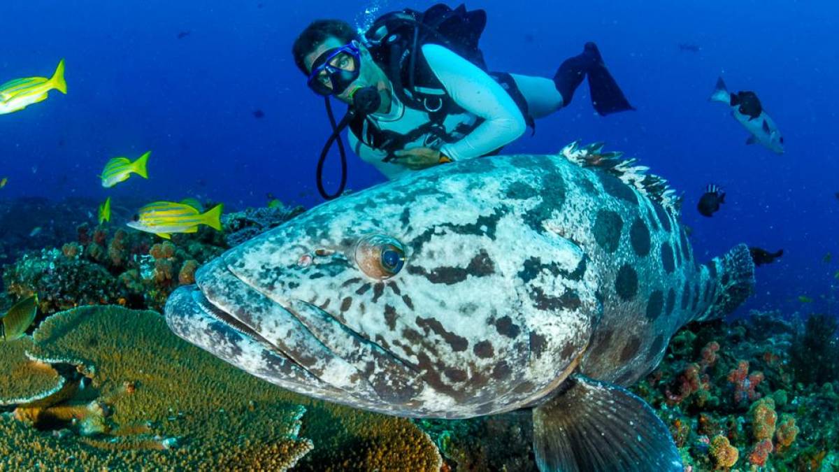 Tauchen im Korallenriff |  Fiona Ayerst, Sunway Safari / Chamleon