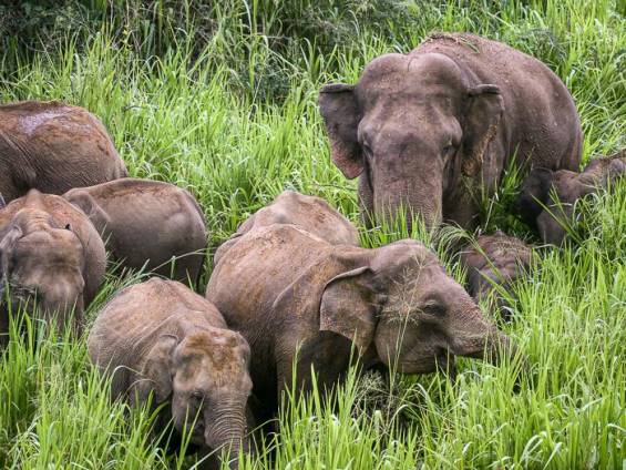 Elefanten streifen durch das Grasland |  NKAR Travels & Tours / Chamleon