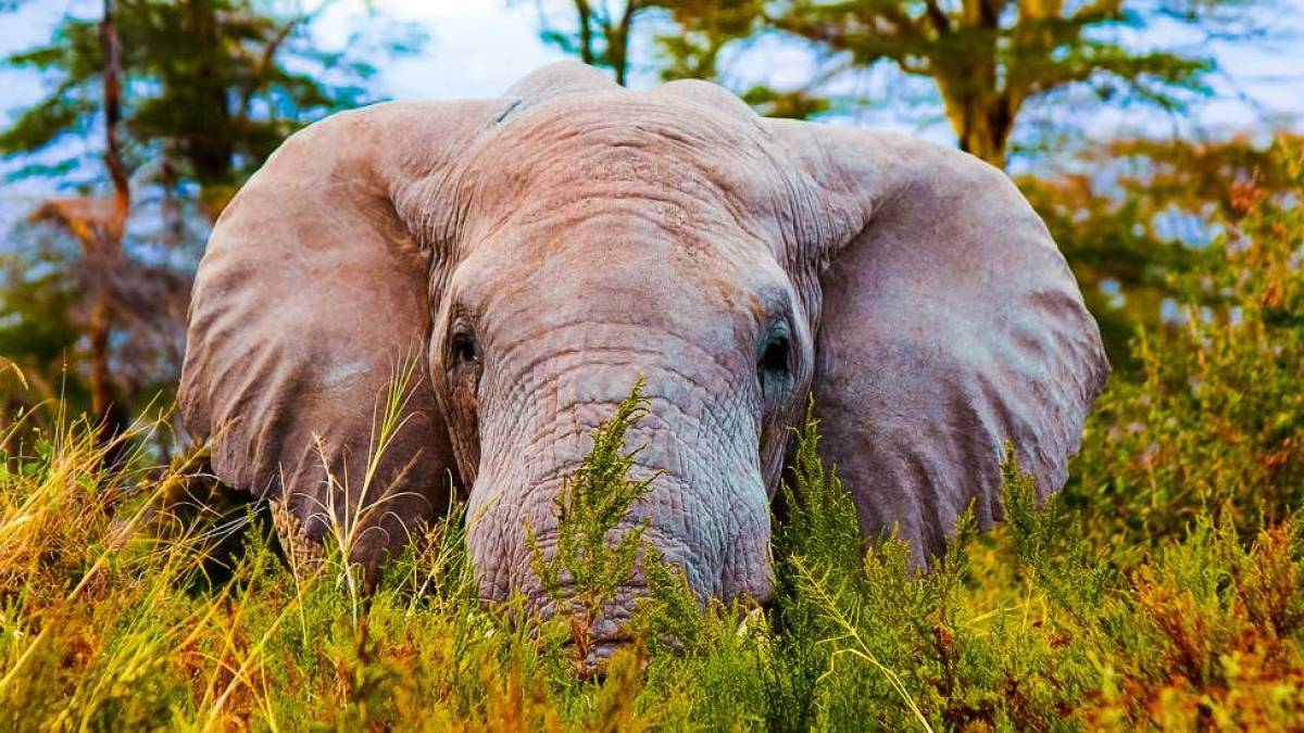 Auge in Auge mit einem Elefanten |  Martina Jung / Chamleon