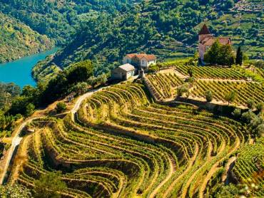 Weinberge am Douro
