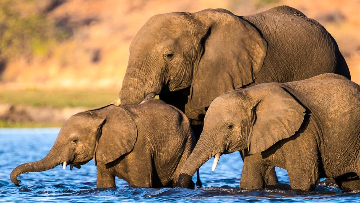 Elefanten berqueren den Fluss Chobe |  Dennis Wehrmann / Chamleon