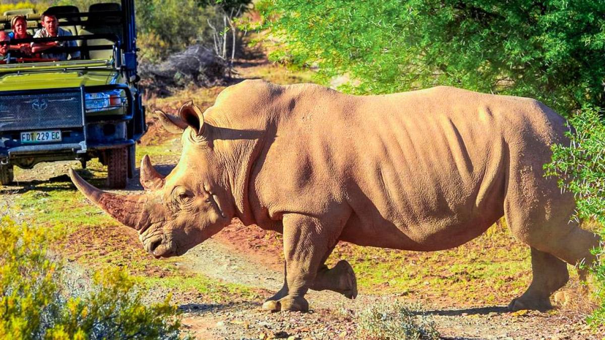 Pirschfahrt im Naturreservat |  Chamleon