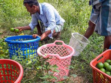 Orangenernte in Sri Lanka |  NKAR Travels & Tours / Chamleon