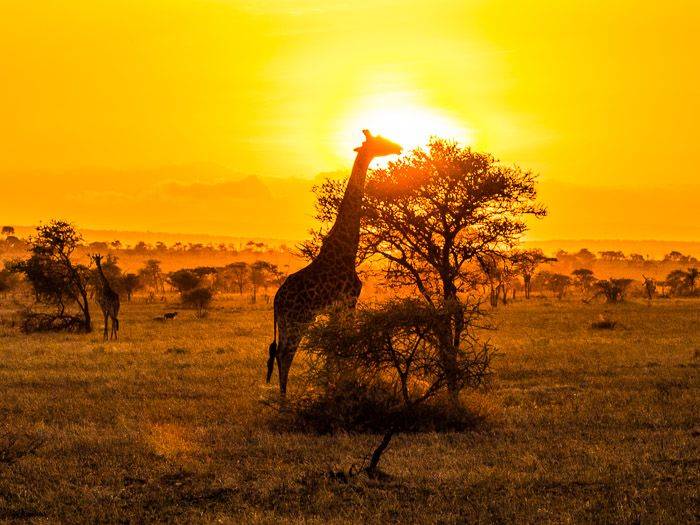 Giraffe vor Sonnenuntergang |  Hannes Schleicher / Chamleon