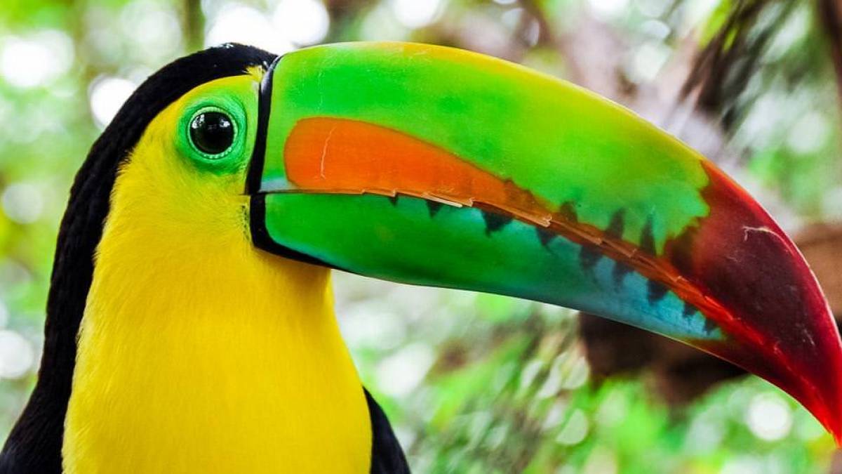 Tukan |  Andreas Lindner / Chamleon