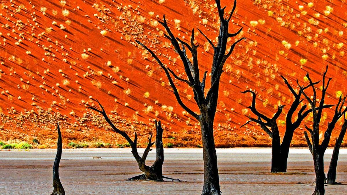 Abgestorbene Bume im Dead Vlei |  Harry Laub / Chamleon