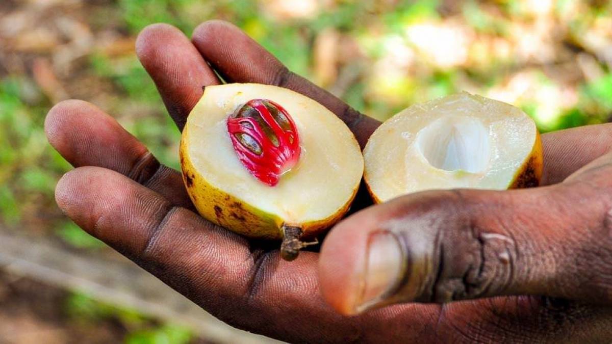 Muskatnuss, eine Entdeckung bei der Gewrztour |  Andrea Werner / Chamleon