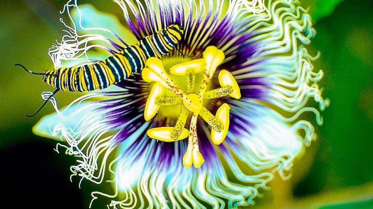 Passionsblume |  Chamleon