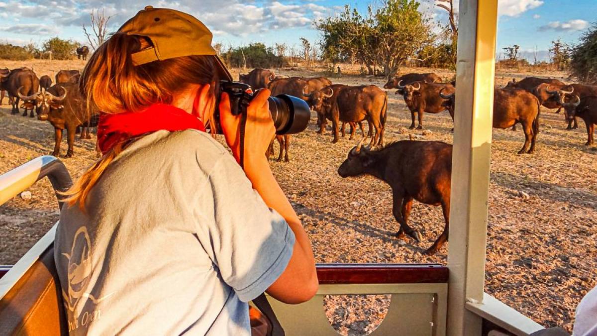 Bffelherde hautnah |  Susanne Schulz / Chamleon