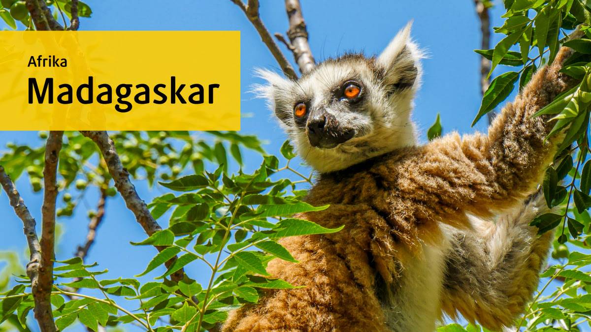Madagaskar: Trailer (3:03)