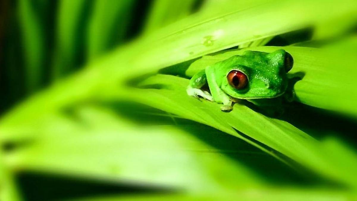 Frosch im Nationalpark |  Erhard Holzhey / Chamleon