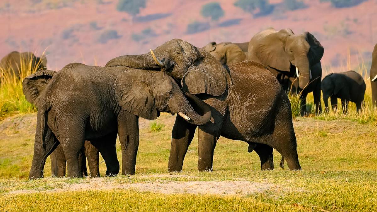 Elefantenherde |  Christiane Jellen / Chamleon