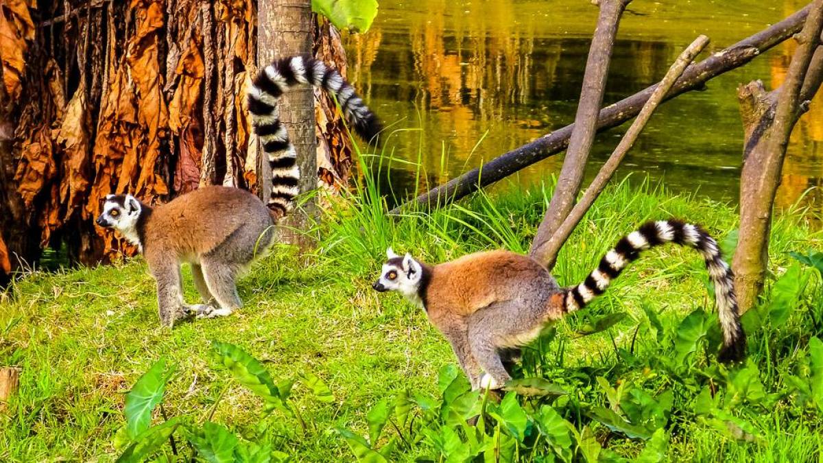 Kattas im Vakona-Reservat |  Andreas Haberlag / Chamleon