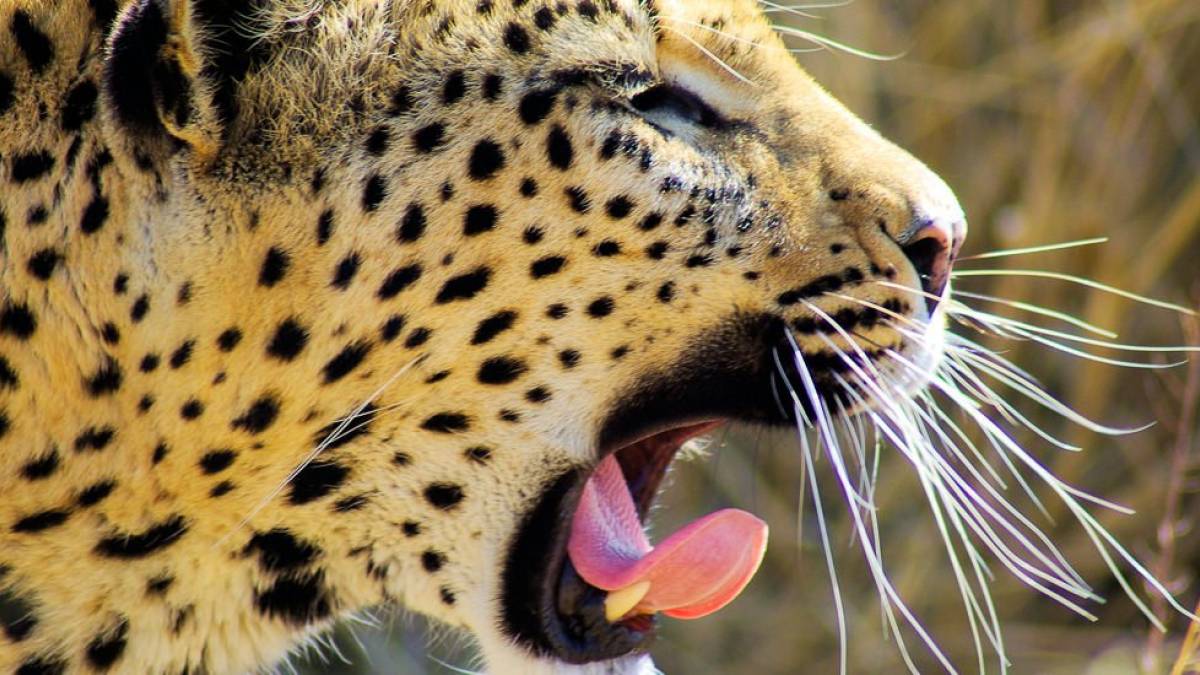 Aufgewacht |  Wolfgang Witteborg / Chamleon