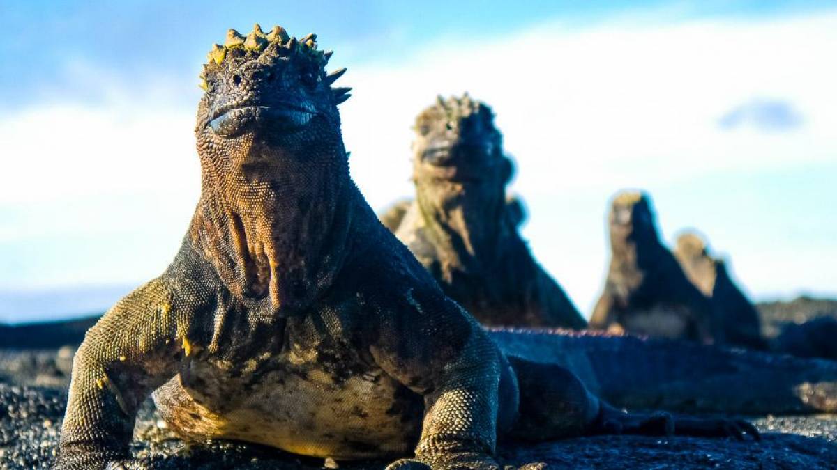 Meerechsen im Anmarsch |  Hannes Schleicher / Chamleon