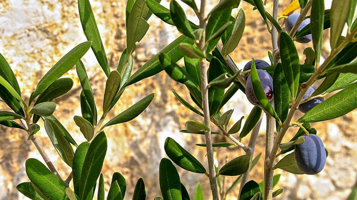 Besuch einer Olivenfarm |  James Lee, Unsplash / Chamleon
