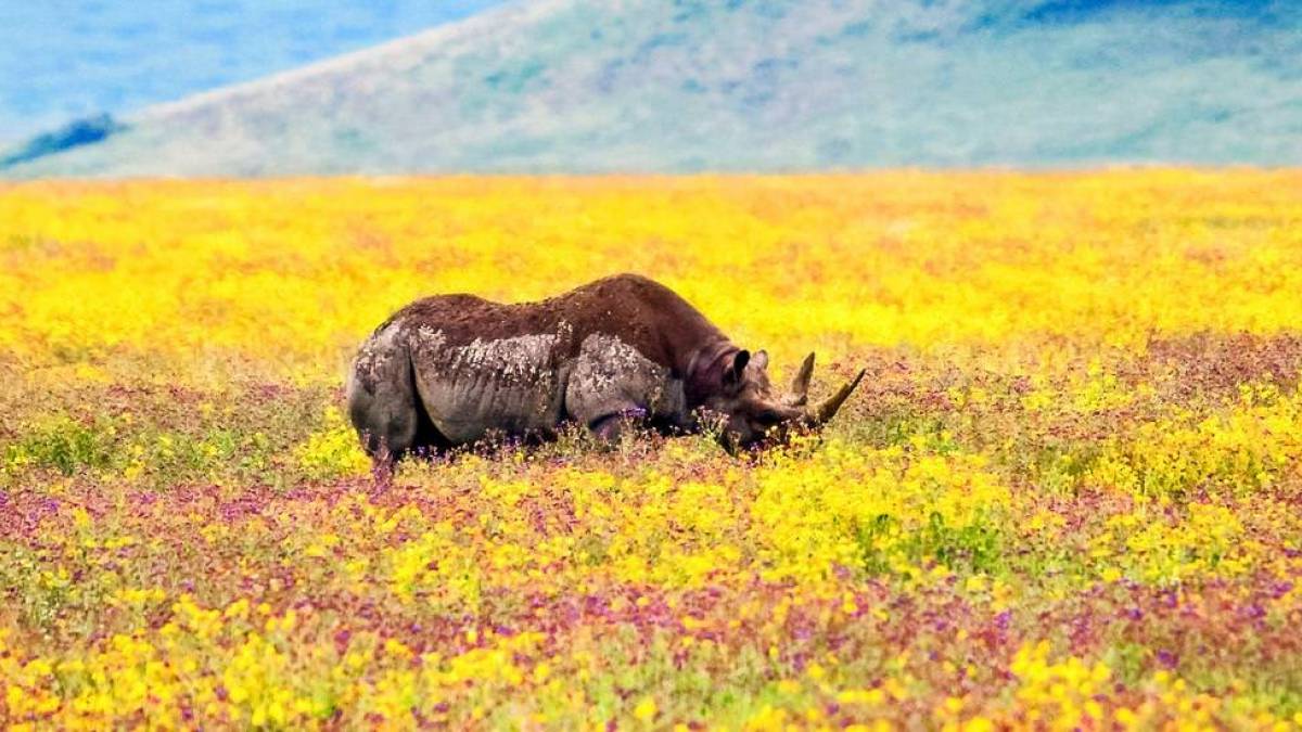 Nashorn im Ngorongoro Krater |  Marek Dziok, iStockphoto.com / Chamleon