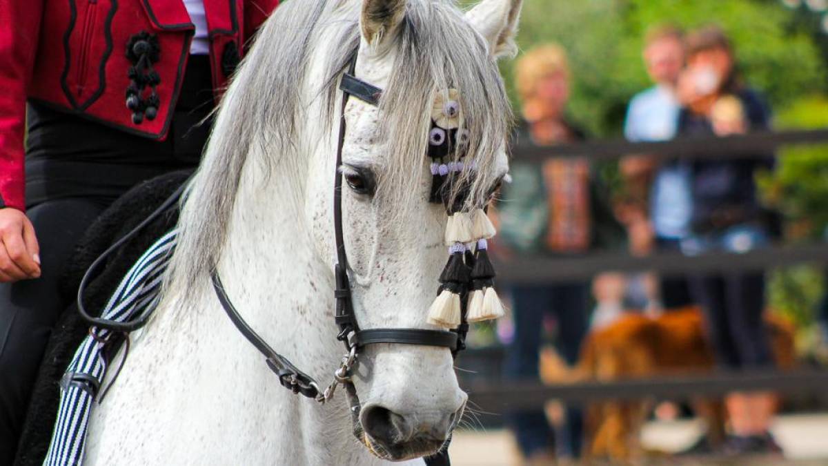 Andalusier Pferdezucht in Jerez de la Frontera |  Artcats, Pixabay / Chamleon