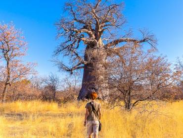 Frau luft in Richtung Baobab durch die Savanne