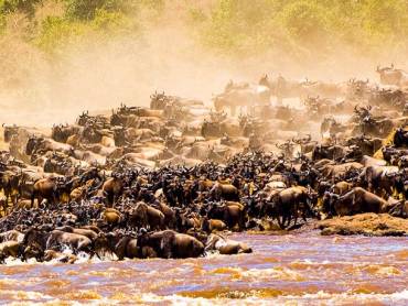 Gnuherde berquert den Fluss Mara whrend der groen Wanderung