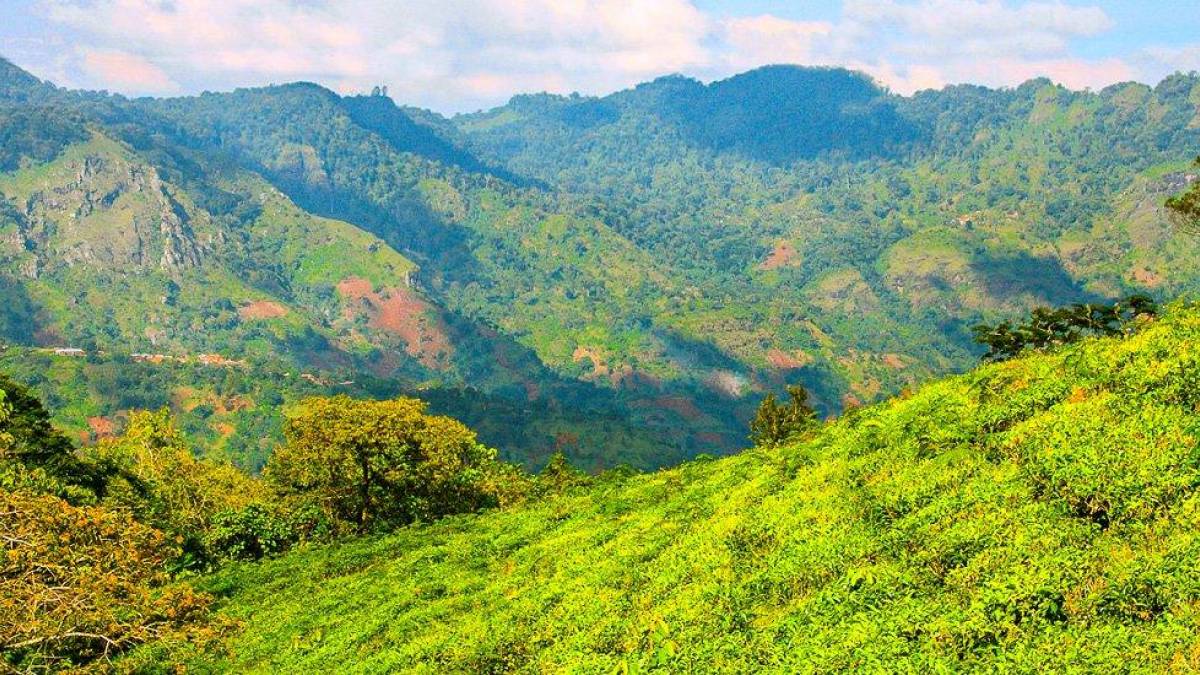 In den Usambara-Bergen |  Tom Kunkler / Chamleon