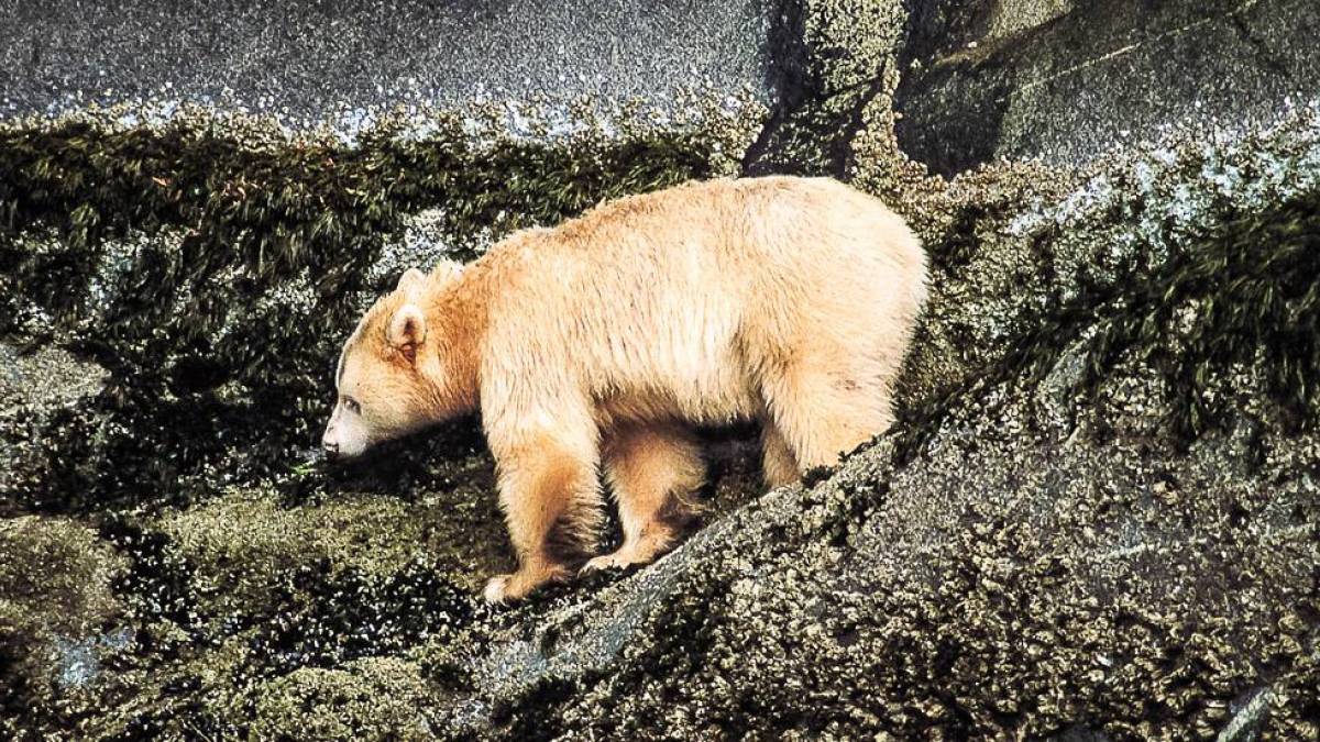 Der seltene, helle Kermodebr (