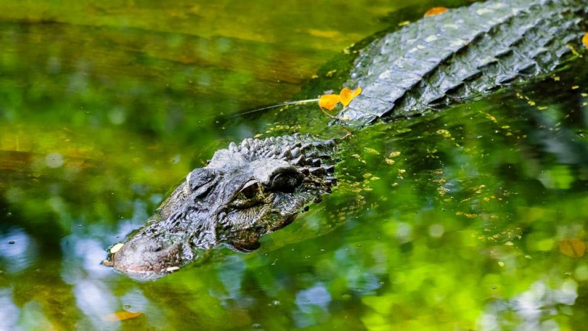 Kaiman im Wasser |  Hans von Manteuffel, Ideia Tours / Chamleon