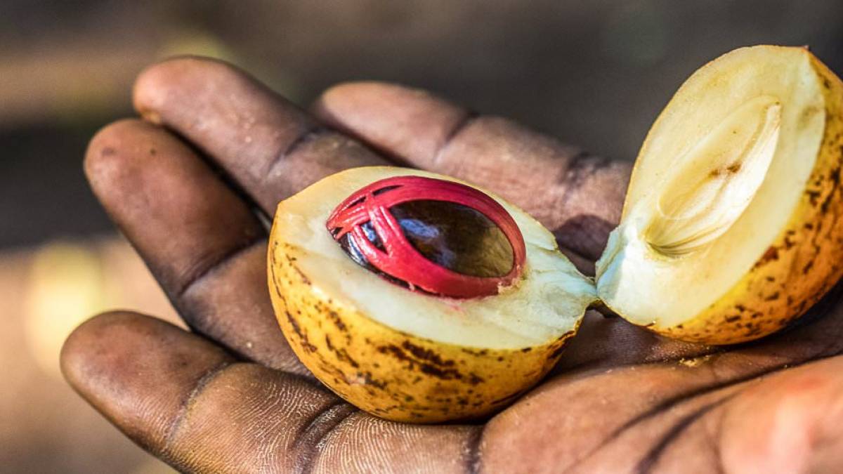 geffnete Muskat-Frucht |  Hannes Schleicher / Chamleon