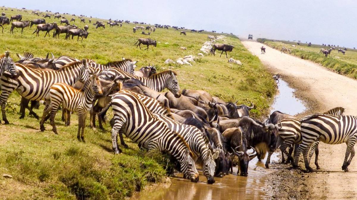 Kleine Strkung am Straenrand |  Katrin Dohmen / Chamleon