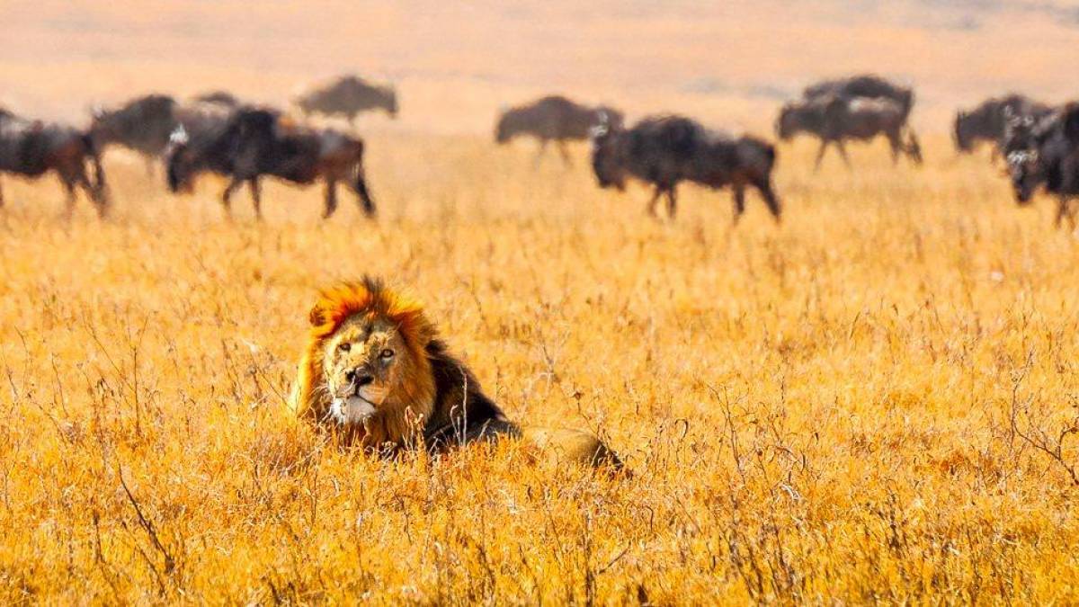Lwe und Gnus im Ngorongoro-Krater |  iStockphoto.com / Chamleon