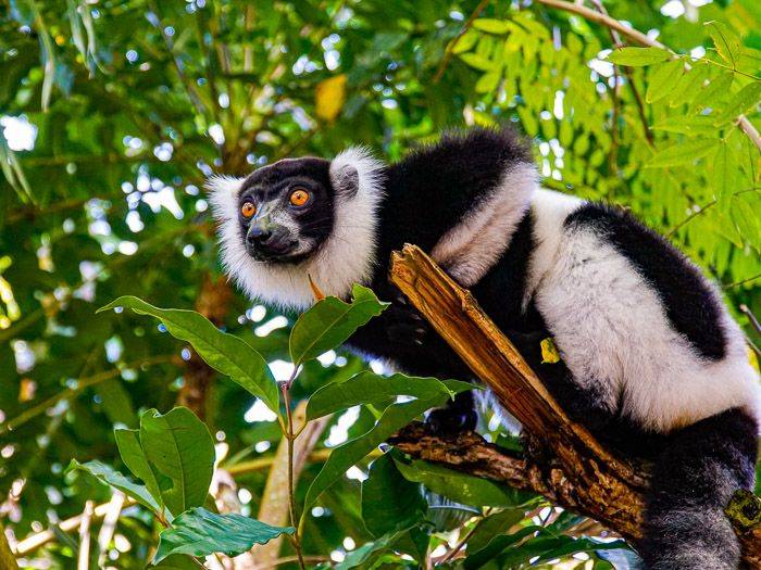 Vari im Palmarium Nature Reserve |  Anne Wiborg / Chamleon