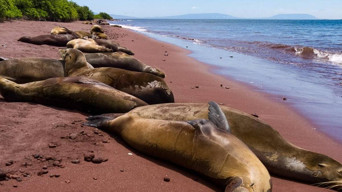 Entspannte Seelwen |  Hannes Schleicher / Chamleon