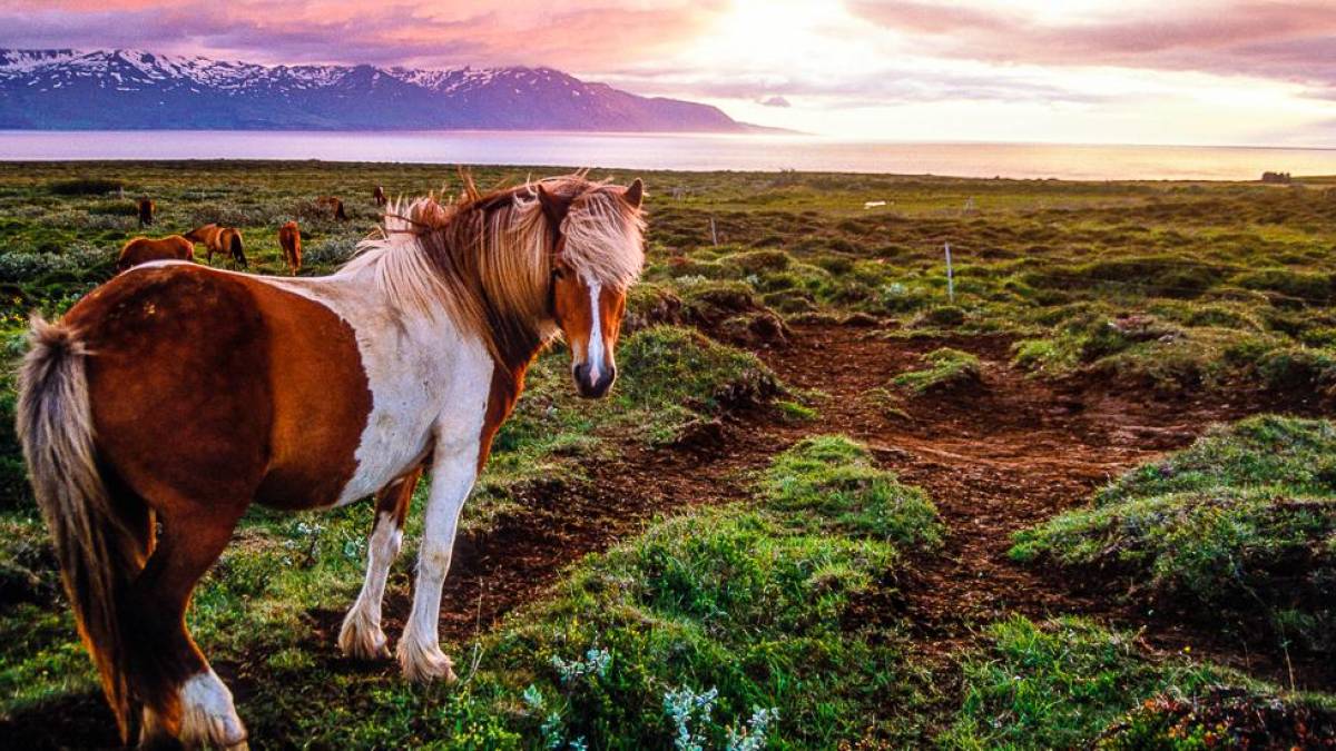 Islandpferde |  Kai-Uwe Kchler, Art & Adventure / Chamleon