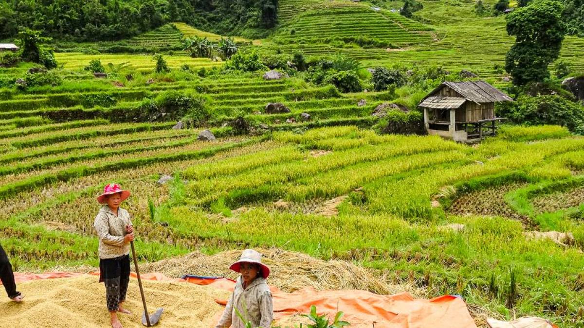 Arbeit der Reisbauern in Sapa |  Dorothea Olig / Chamleon