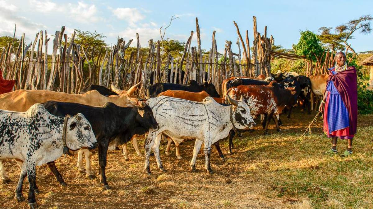 Massai mit ihren Rindern im Dorf Kibaony |  Kai-Uwe Kchler / Chamleon
