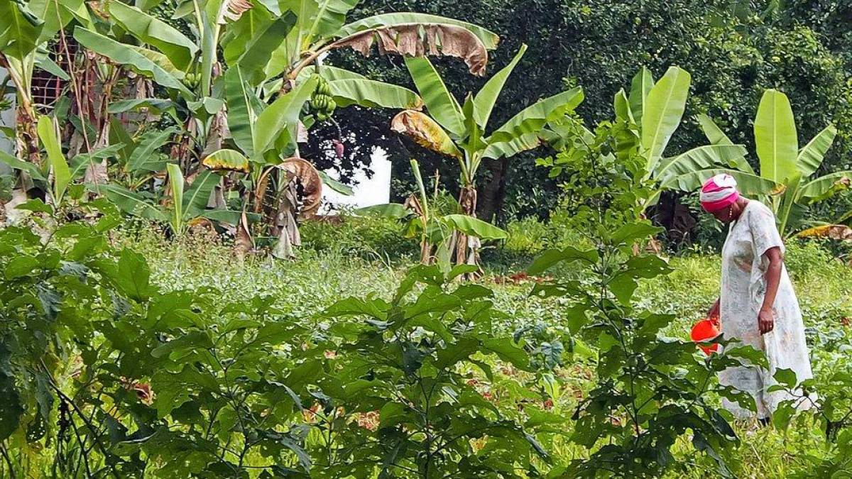 Wsserung des Gartens |  Gaby Kimmel / Chamleon