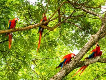 Ein Schwarm scharlachroter Aras im Regenwald