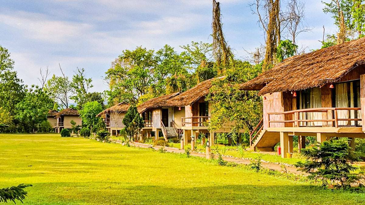 Temple Tiger Jungle Lodge |  Temple Tiger Jungle Lodge / Chamleon