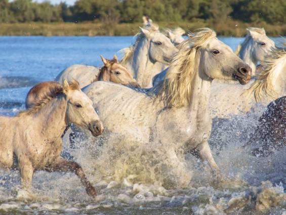 Wildpferde in Freiheit |  Christian Klein, Pixabay / Chamleon