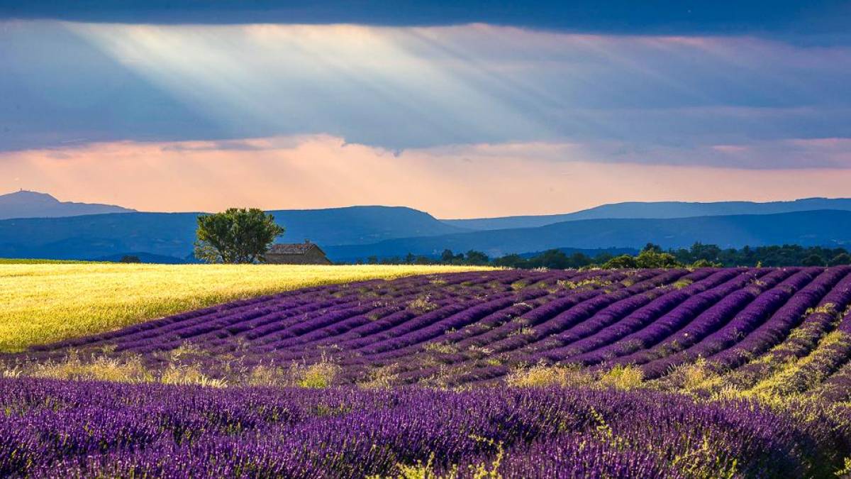 Lavendelfeld bei Sault |  David Kooijman, Pixabay / Chamleon