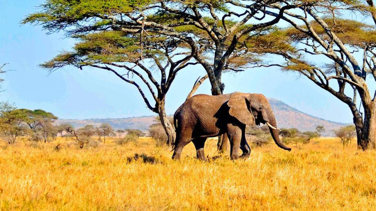 Elefant in der Serengeti |  Dieter Gerhards / Chamleon