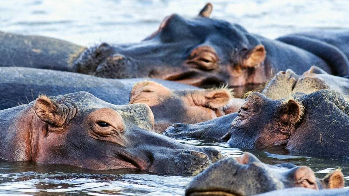 Flusspferd-Gewimmel |  Chamleon