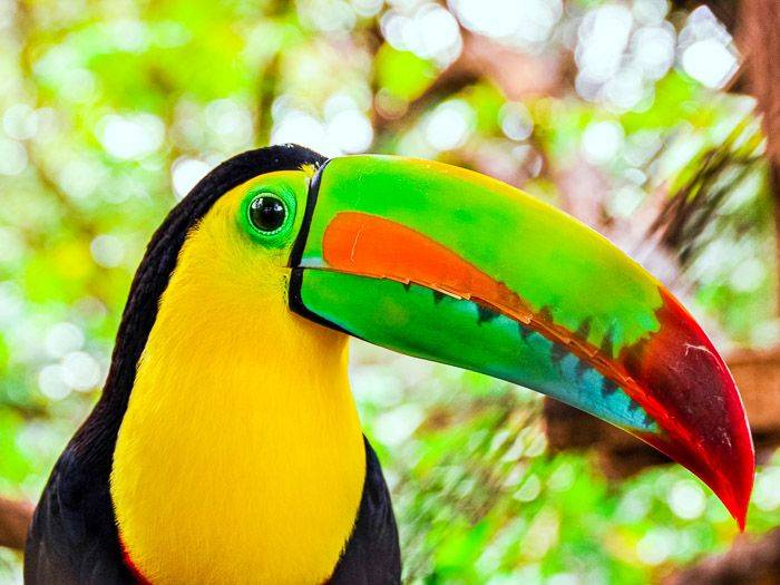 Tukan |  Andreas Lindner / Chamleon