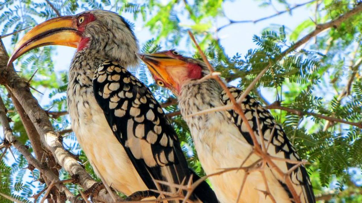 Krger Nationalpark |  Johannes und Monika Jessen / Chamleon