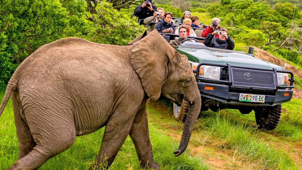 Auf Tuchfhlung mit Elefanten |  Tom Andersch / Chamleon