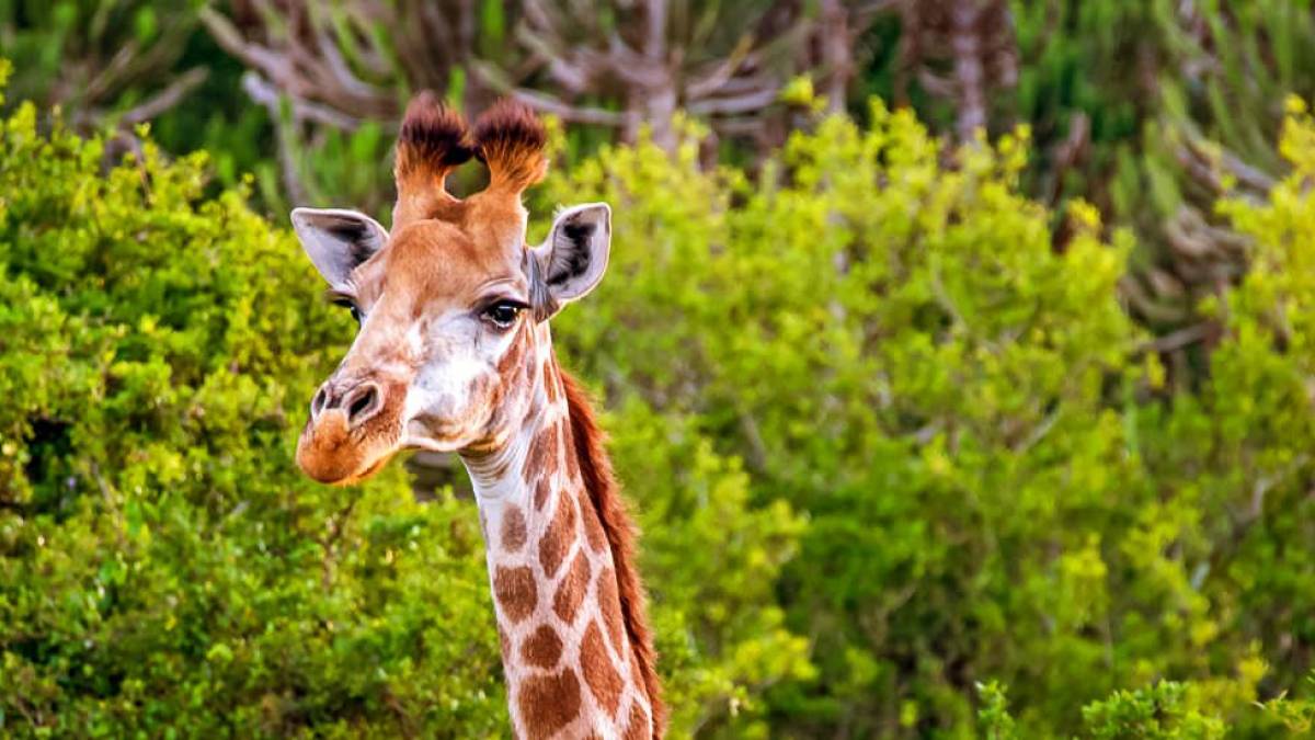 Giraffe ber den Baumkronen |  Klaus Hansen / Chamleon