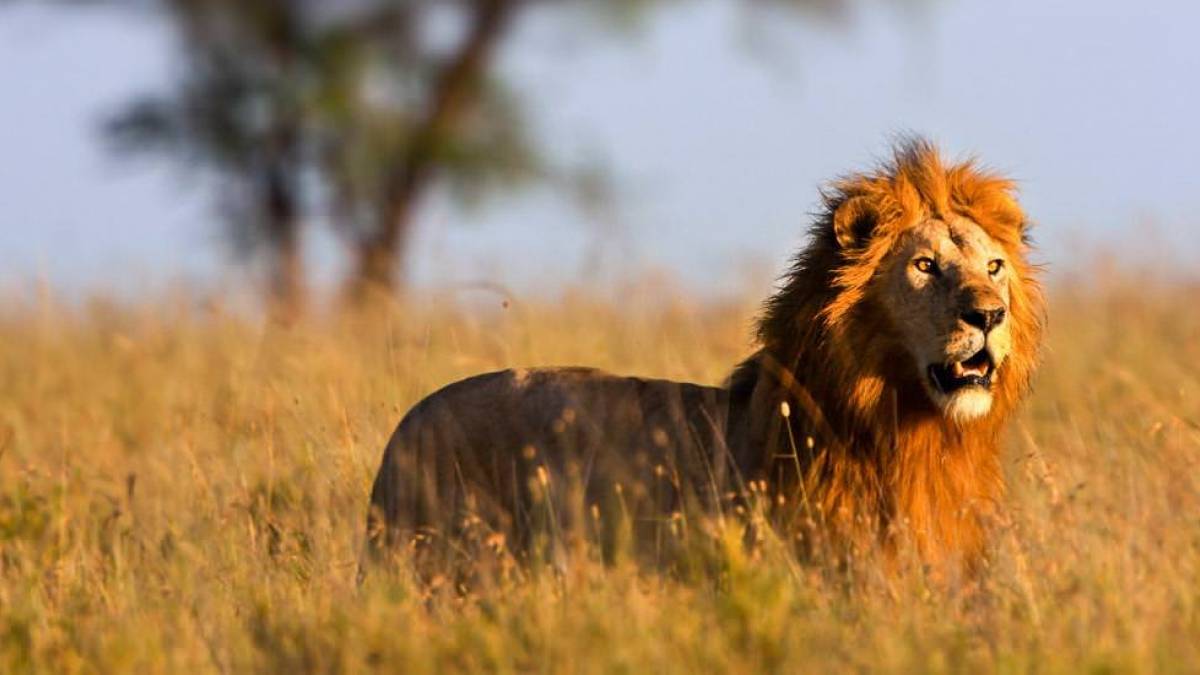 Lwe auf der Jagd in der Serengeti |  Margret Meyer / Chamleon
