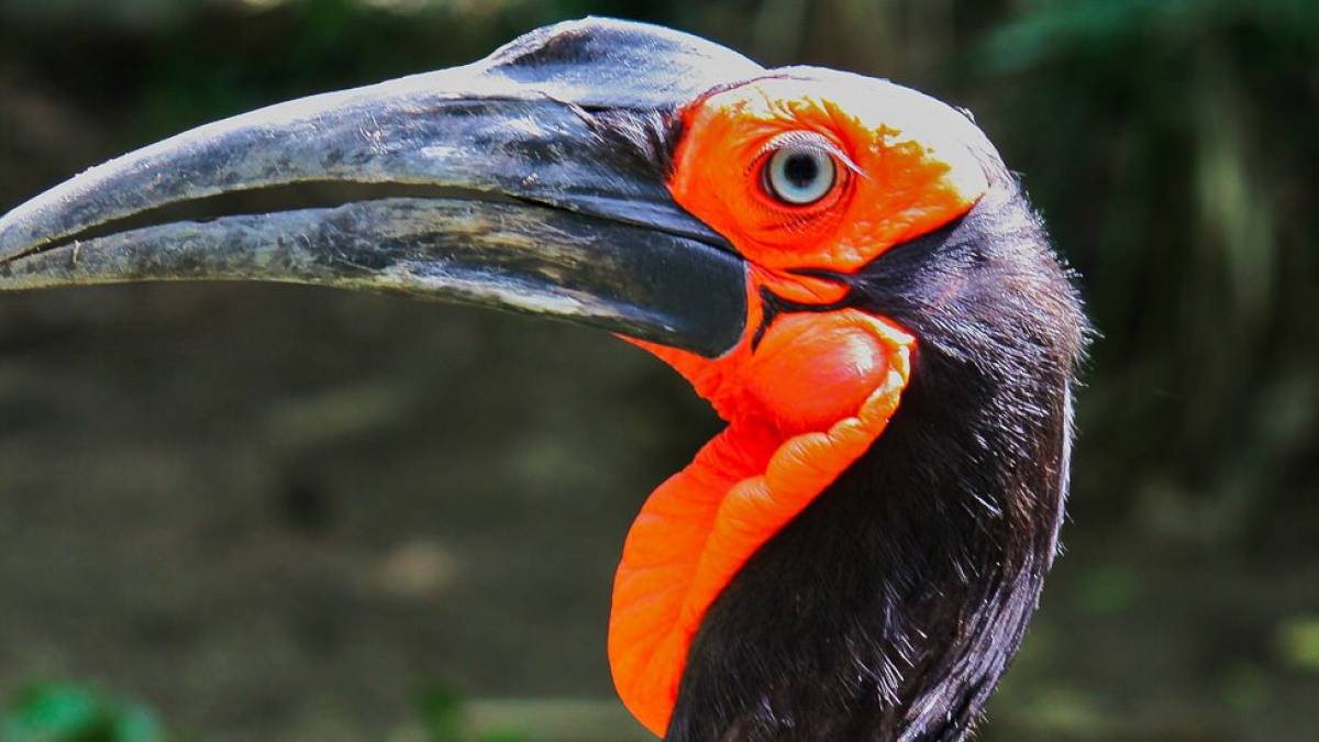 Kaffernrabe |  Ludovica Rossa / Chamleon