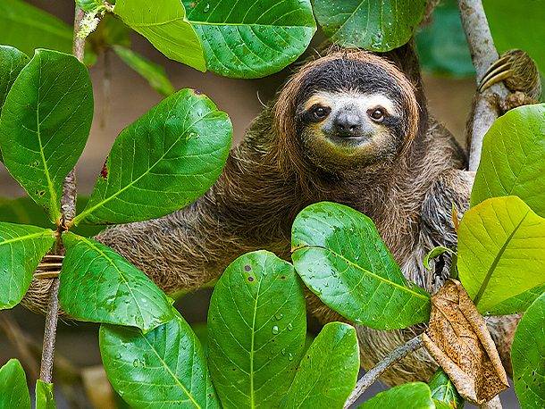 Faultier im Baum |  Tobias Hauser / Chamleon