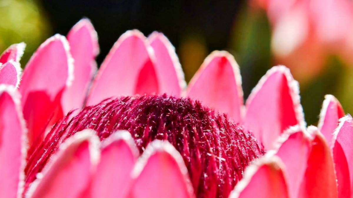 Protea |  Werner Lehmann / Chamleon